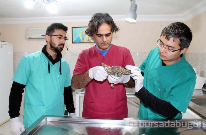 Yaralı baykuşu böyle tedavi ettiler...