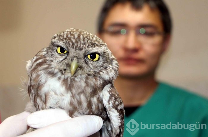 Yaralı baykuşu böyle tedavi ettiler...