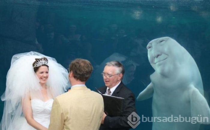 Akvaryumda evlenen çifte yapılmış eğlenceli photoshoplar