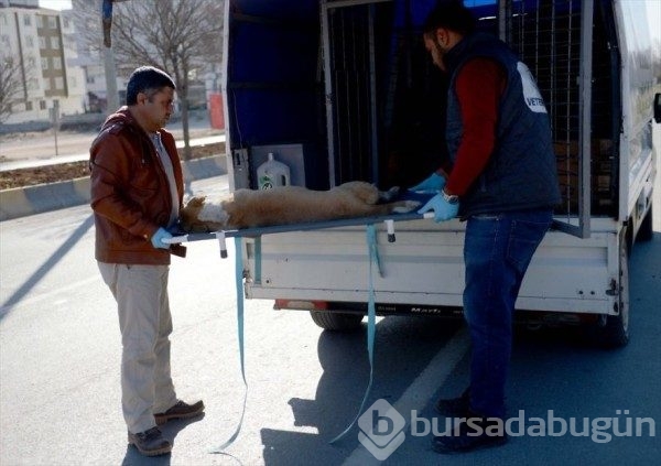Mülteci çocuk Hüseyin yaptığıyla gözleri yaşarttı...