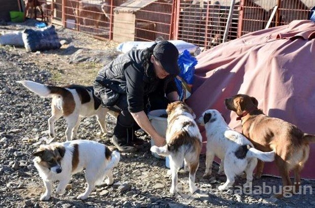 Tek başına 400 köpeğe bakıyor