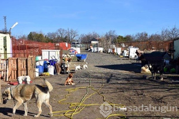 Tek başına 400 köpeğe bakıyor