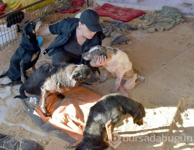 Tek başına 400 köpeğe bakıyor
