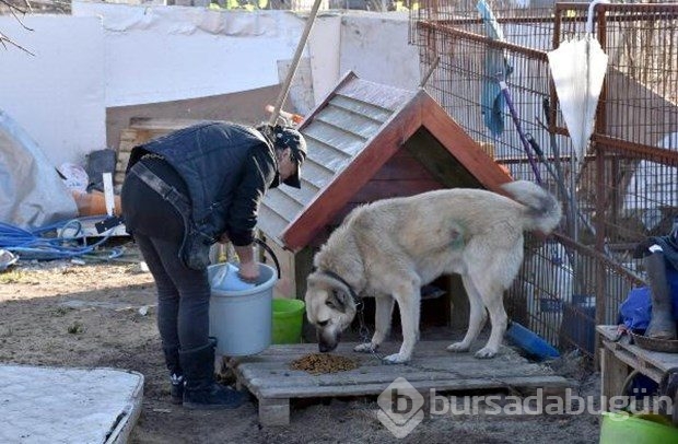 Tek başına 400 köpeğe bakıyor