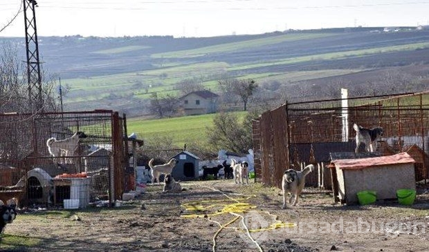 Tek başına 400 köpeğe bakıyor