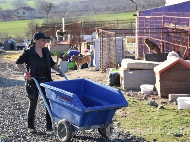 Tek başına 400 köpeğe bakıyor