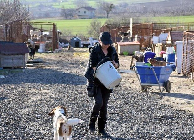 Tek başına 400 köpeğe bakıyor