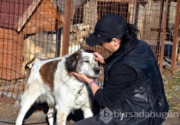 Tek başına 400 köpeğe bakıyor
