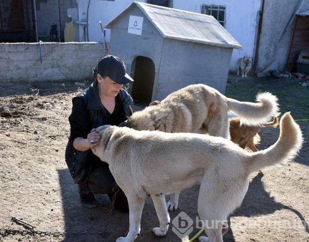 Tek başına 400 köpeğe bakıyor