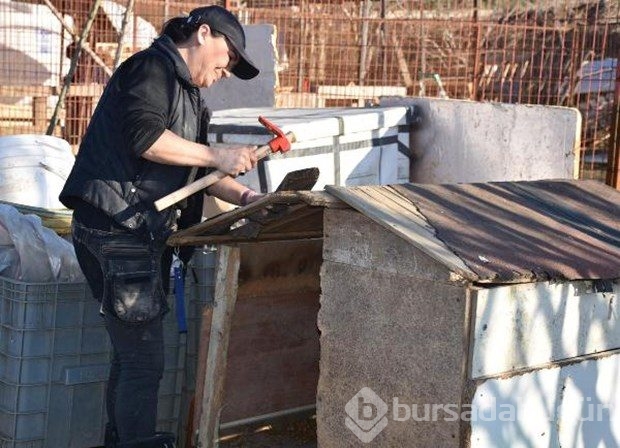 Tek başına 400 köpeğe bakıyor