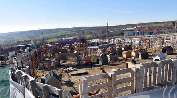 Tek başına 400 köpeğe bakıyor