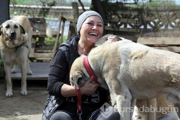 Tek başına 400 köpeğe bakıyor