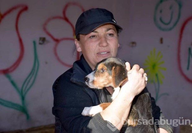 Tek başına 400 köpeğe bakıyor