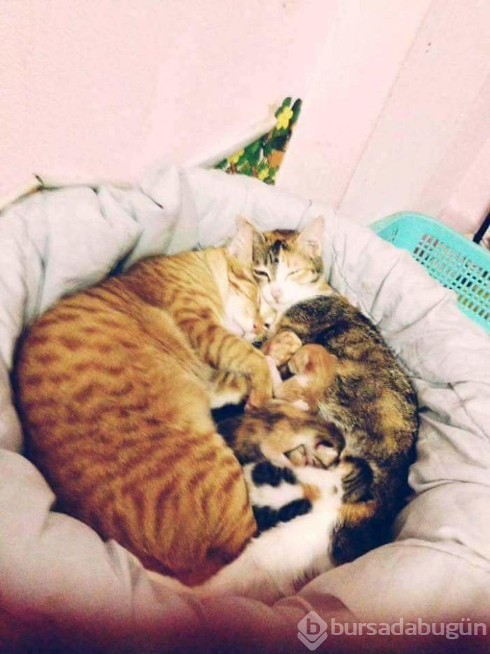 Baba kedinin doğum esnasındaki desteğini görenler şaşırıyor...