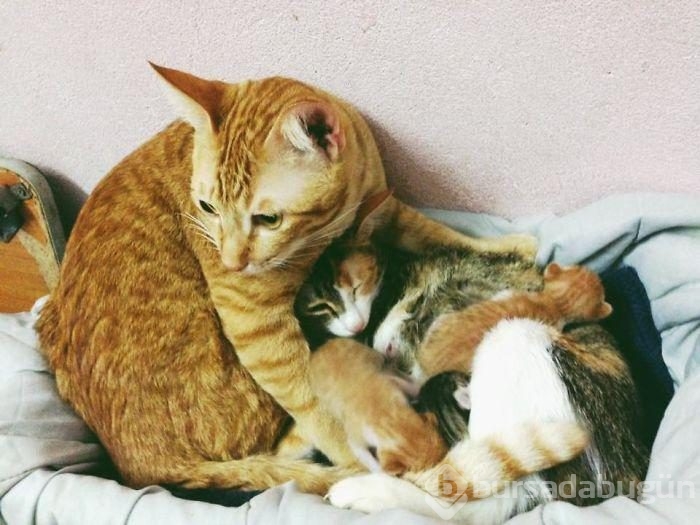 Baba kedinin doğum esnasındaki desteğini görenler şaşırıyor...