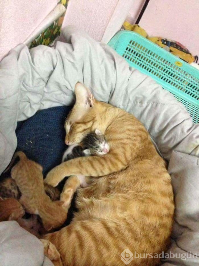 Baba kedinin doğum esnasındaki desteğini görenler şaşırıyor...