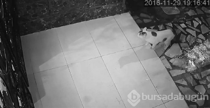 Hayvanseverler, veterinere savaş açtı