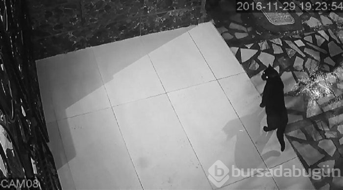 Hayvanseverler, veterinere savaş açtı