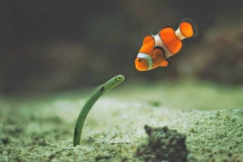 Hayvanların 'o an' fotoğrafları