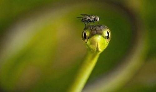 Hayvanların 'o an' fotoğrafları