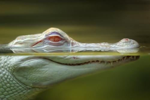 Hayvanların 'o an' fotoğrafları