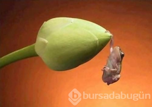 Hayvanların 'o an' fotoğrafları