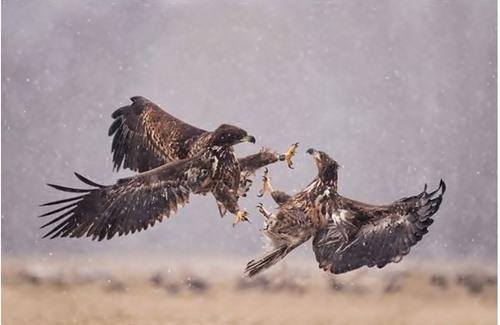 Hayvanların 'o an' fotoğrafları
