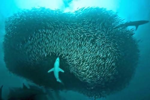 Hayvanların 'o an' fotoğrafları