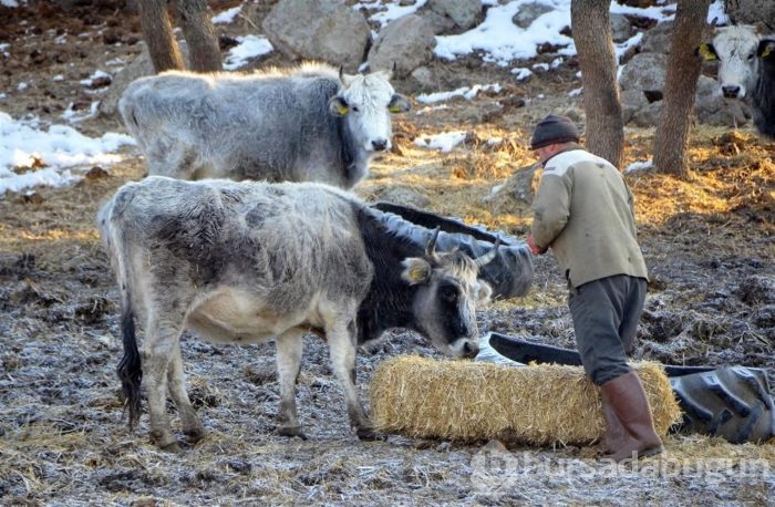 Nesli tükenmek üzere olan bu sığır koruma altına alındı...