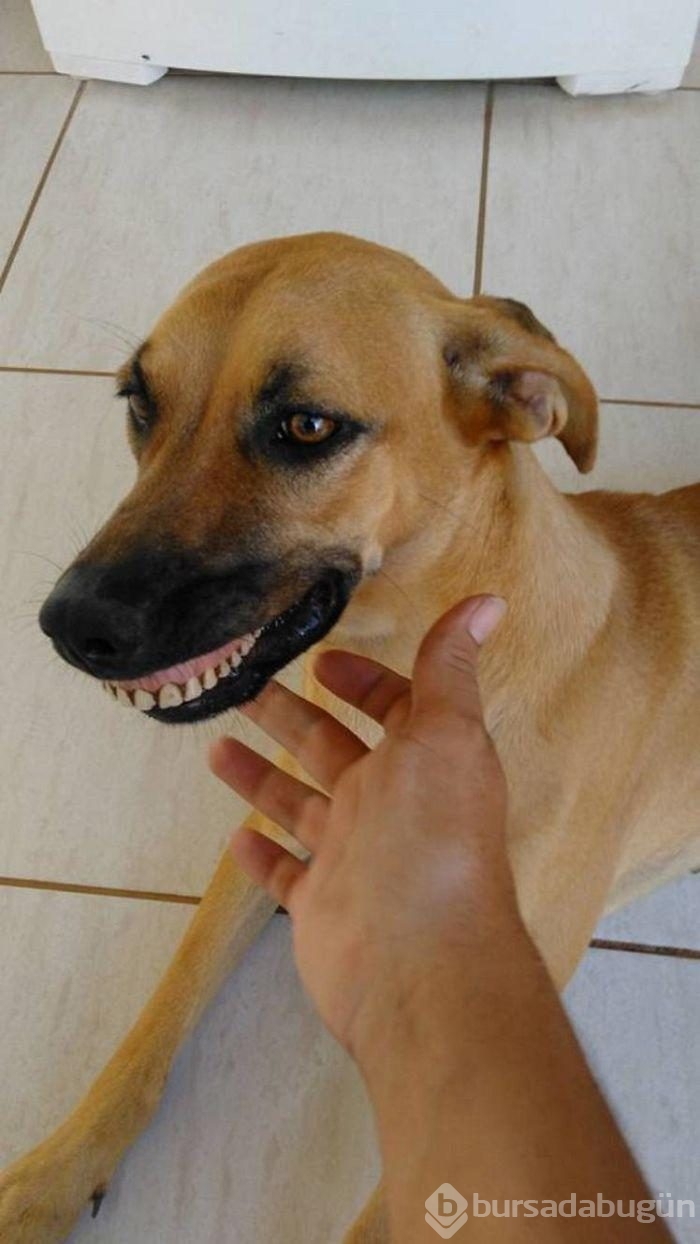 Takma diş takan köpek!