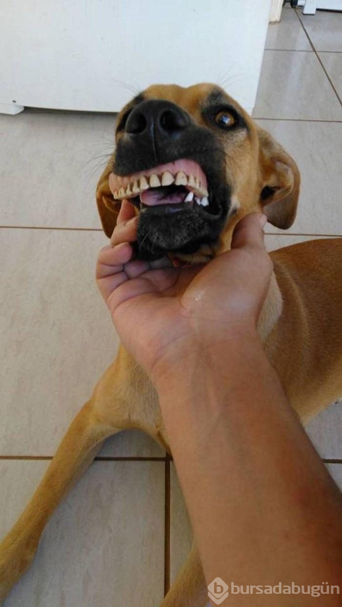 Takma diş takan köpek!