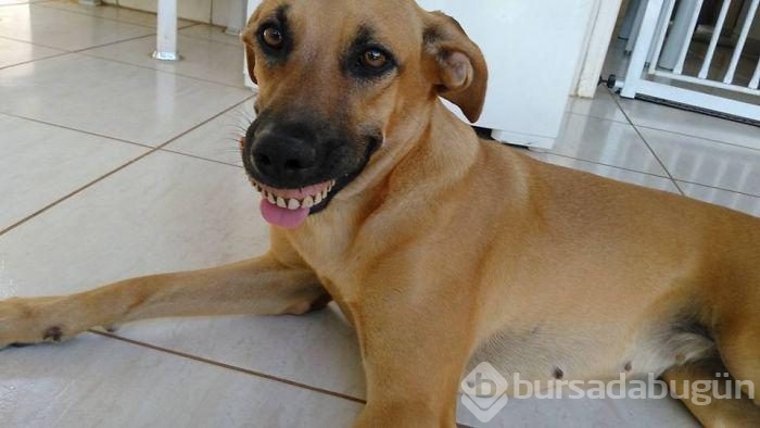 Takma diş takan köpek!