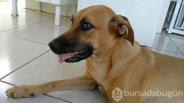 Takma diş takan köpek!