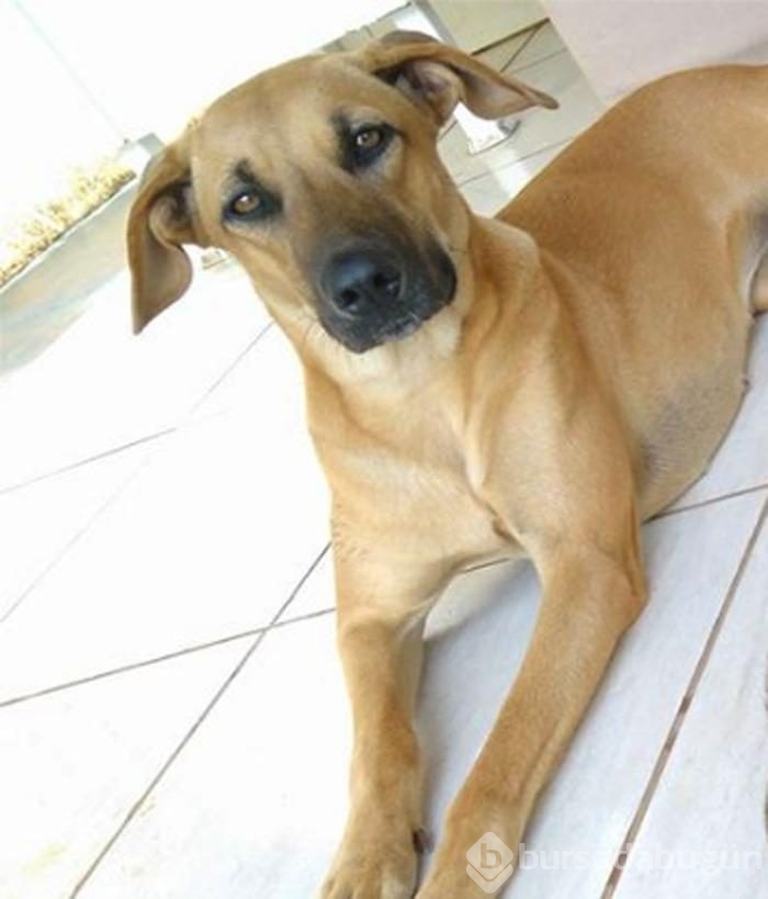 Takma diş takan köpek!