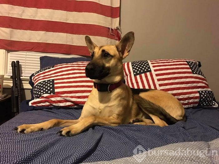 Fotoğraf çekiminde tanıştığı köpeği evlatlık edindi