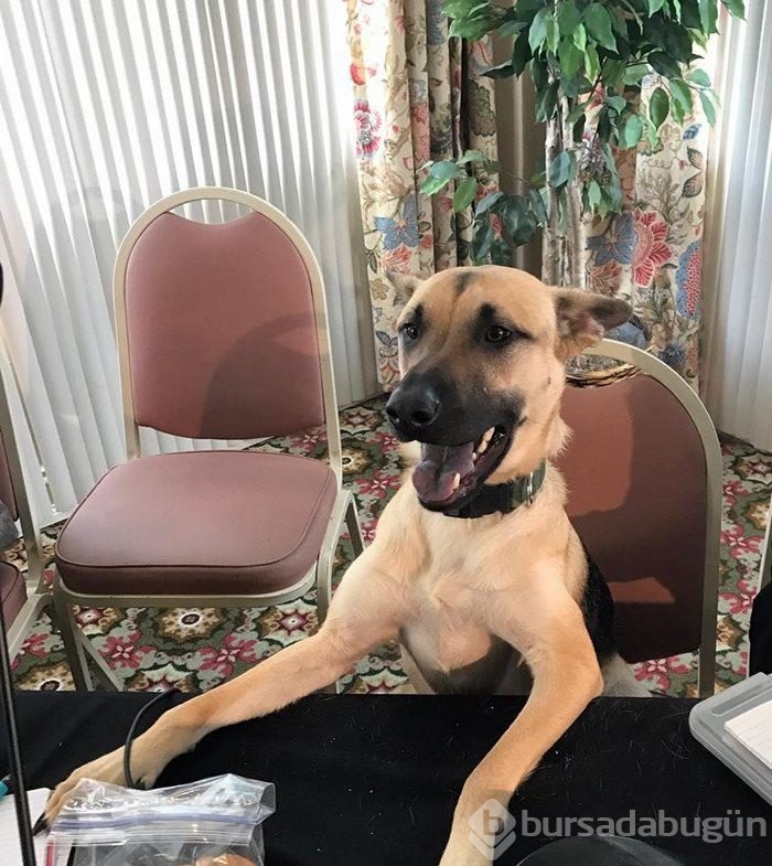 Fotoğraf çekiminde tanıştığı köpeği evlatlık edindi
