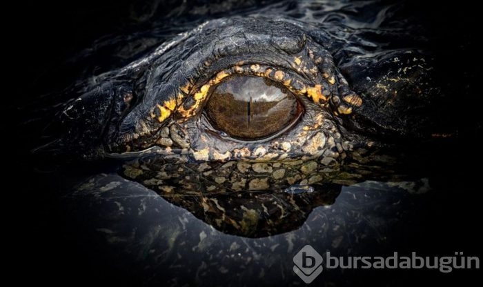 Muhteşem doğa fotoğrafları!