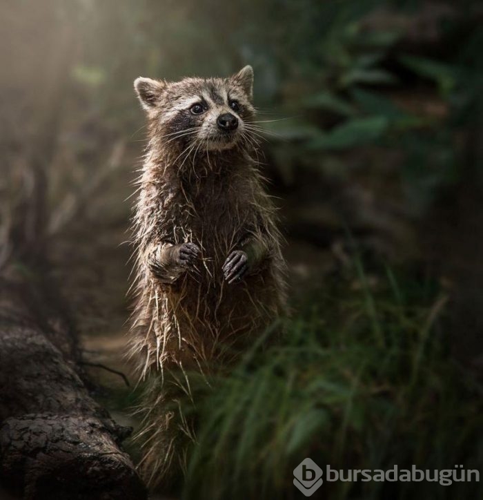 Muhteşem doğa fotoğrafları!