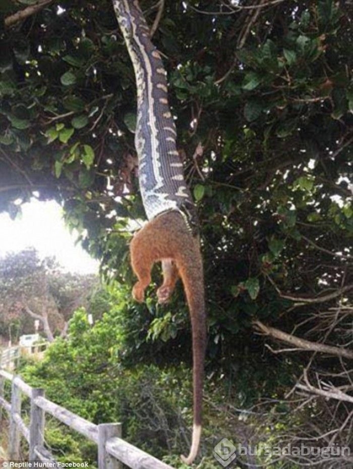 Piton, keçeli sıçanı böyle yuttu...