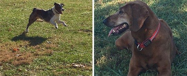 Arkadaşı olmadan sahiplenmeyi reddeden köpek