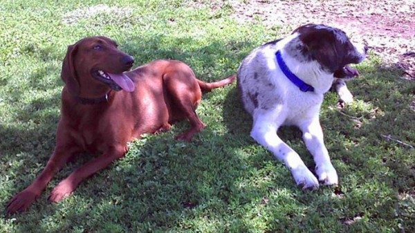 Arkadaşı olmadan sahiplenmeyi reddeden köpek