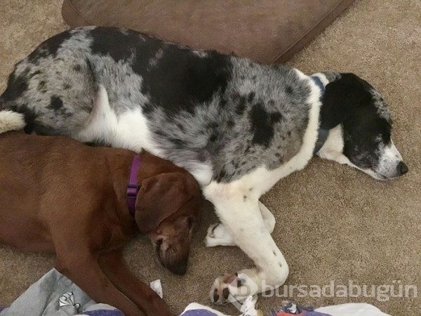 Arkadaşı olmadan sahiplenmeyi reddeden köpek