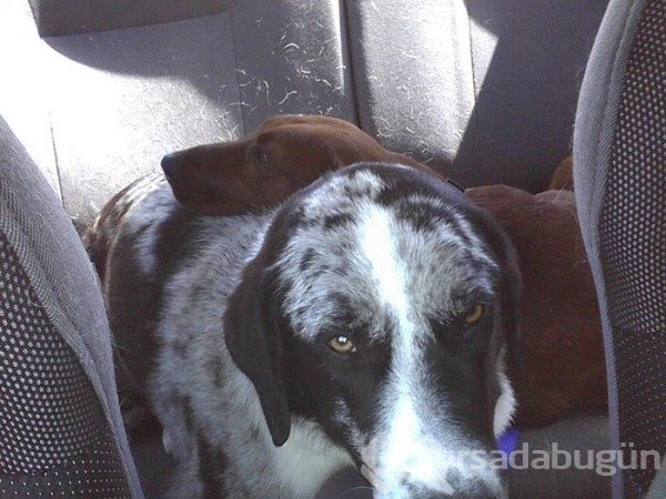Arkadaşı olmadan sahiplenmeyi reddeden köpek