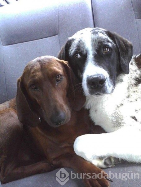 Arkadaşı olmadan sahiplenmeyi reddeden köpek