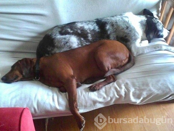 Arkadaşı olmadan sahiplenmeyi reddeden köpek