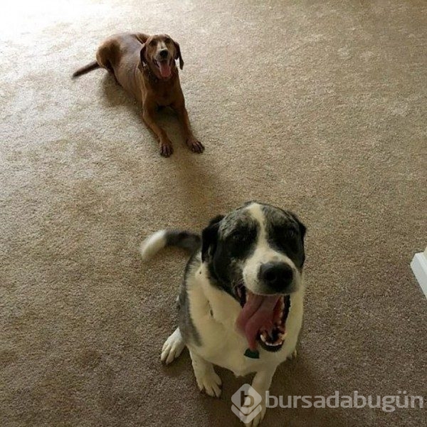 Arkadaşı olmadan sahiplenmeyi reddeden köpek