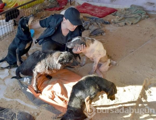 Engelli köpeklerin yaşadığı barınak yardımlarınızı bekliyor