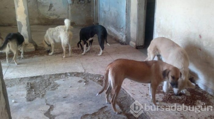 Engelli köpeklerin yaşadığı barınak yardımlarınızı bekliyor