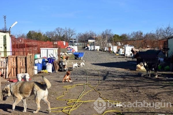 Engelli köpeklerin yaşadığı barınak yardımlarınızı bekliyor