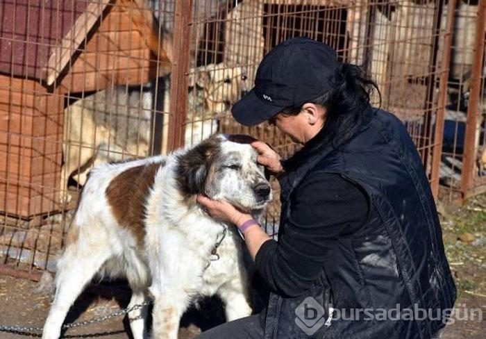 Engelli köpeklerin yaşadığı barınak yardımlarınızı bekliyor